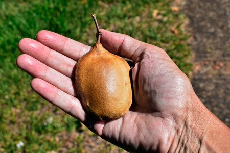 Blue jacaranda seed (Jacaranda mimosifolia) on hand