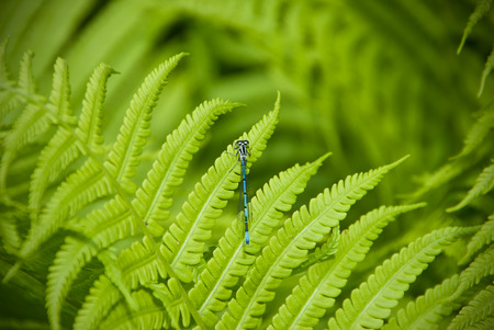 Blue Dragonfly on a plant in natureの写真素材