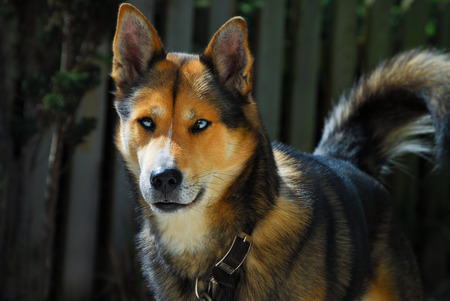 Mongrel sheep dog and Husky portrait