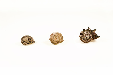 3 shells closeups from oceanの写真素材
