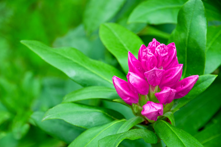 Pink flower in the growth phaseの写真素材