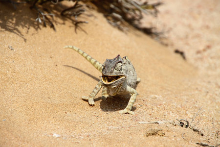 chameleon eating an insect in the desert of Namibiaの写真素材