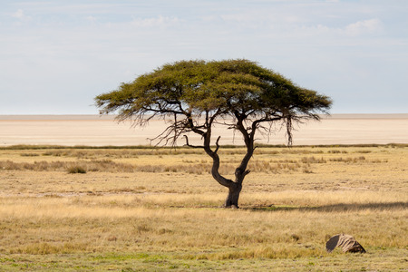 Tree in front of Salt Pan, Etosha National Park, Namibiaの写真素材