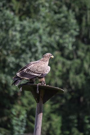 Steppe Eagle sitting in front of Trees, Germany