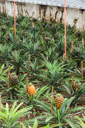Growing Pineapple Plants, Azores, Portugal, Europeの写真素材