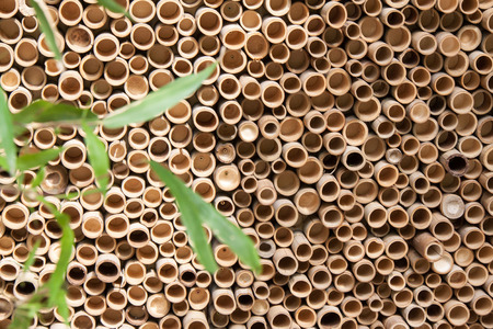 Looking into Bamboo pipes, Texture, Asianの写真素材