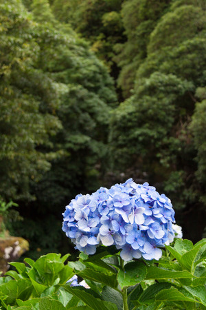 Blue Hydrangea Plants in front of Wood, Azores, Portugal
