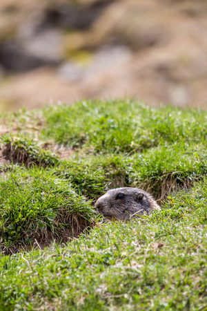 Marmot in a Hole Looking Checking the Area, European Alps, Italyの写真素材