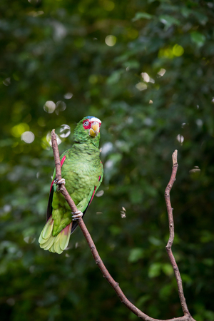 White-fronted Amazon Parrot Sitting in Branch, Mexicoの写真素材