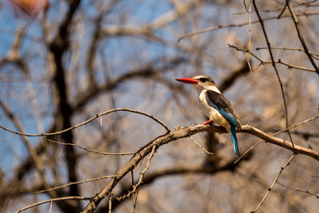 Brown Hooded Kingfisher (Halcyon albiventris) Sitting on a Branch, South Africa, Kruger Parkの写真素材