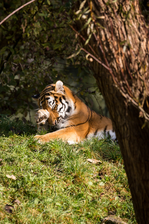 Siberian Tiger cleaning his Face and Paws, Zooの写真素材