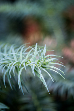 Twig of Rosemary in front of Diffused Background.