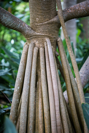 Aerial Roots of Fig Tree, Spain, Europeの写真素材