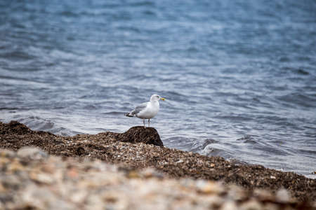 Seagull Standing on Seaweed in front of Ocean, Germany, Europeの写真素材