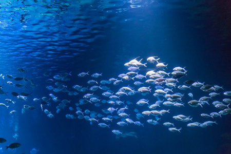 Swarm of Fishes swimming together in Blue Waterの写真素材