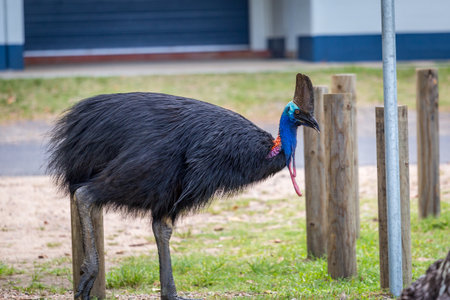 Southern Cassowary Walking on Campground of Etty Bay, Queensland, Australia.の写真素材