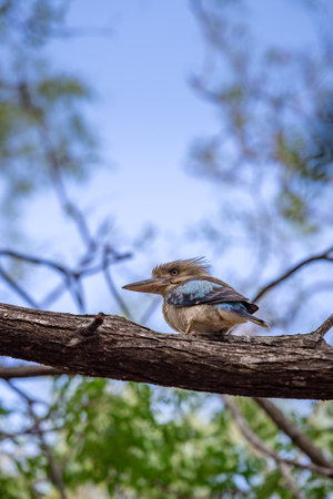 Blue-winged Kookaburra sitting on Branch of a Tree, Queensland; Australia.の写真素材