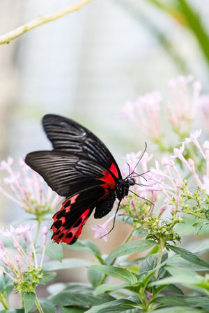 Close-Up of Scarlet Mormon (Papilio Rumanzovia) Butterfly Drinking Nectar of a pink Flower.の写真素材