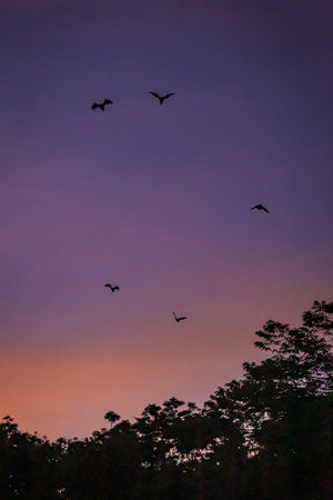 Flying Foxes / Bats (Pteropus) flying above Tree Tops in the Dusk, Yungaburra, Queensland, Australia.の写真素材