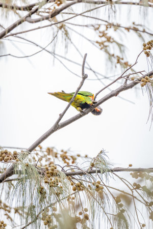 Rainbow Lorikeet sitting on Branch photographed from below in backlight, Queensland, Australia.の写真素材