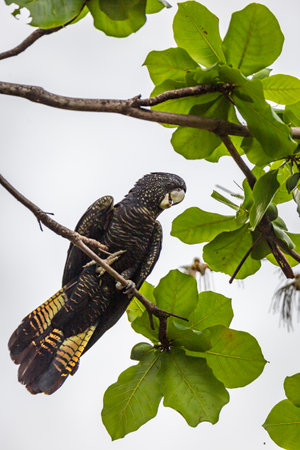 Female Red Tailed Black Cockatoo sitting on branch with green leaves, Queensland, Australia.の写真素材