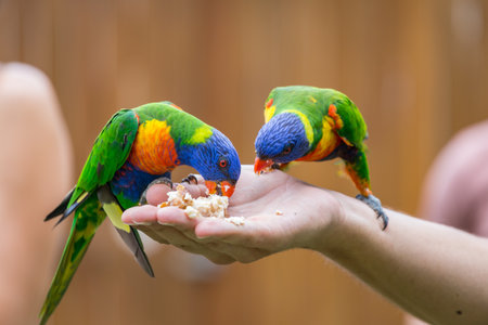 Two Rainbow Lorikeets sitting on human hand and feeding, Queensland, Australia.