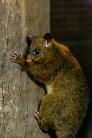 Brushtail Possums Climbing a Tree Trunk, Australia.