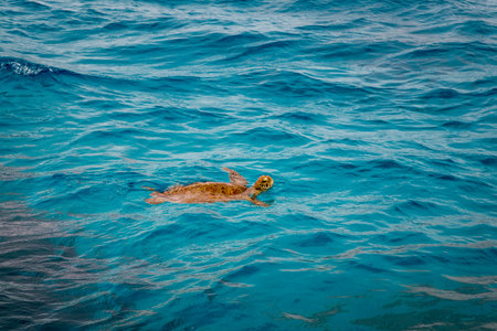 Green Sea Turtle Swimming in Ocean in Great Barrier Reef, Queensland, Australia.