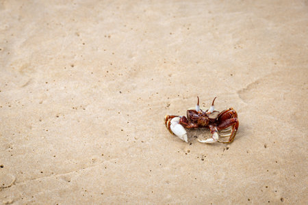 Front of red and white ghost crab on sand beach, Queensland, Australia.の写真素材