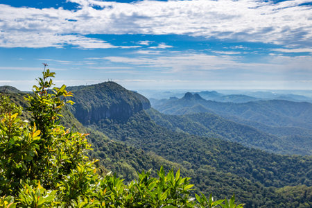 View over Rainforest from Best of all Lookout in Springbrook National Park, New South Wales,...