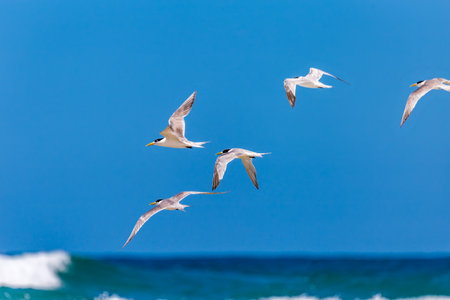 Crested Terns flying above ocean, New South Wales, Australia.