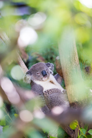 Close-Up of Koala Bear Sitting on a Branch with beautiful Bokeh.の写真素材