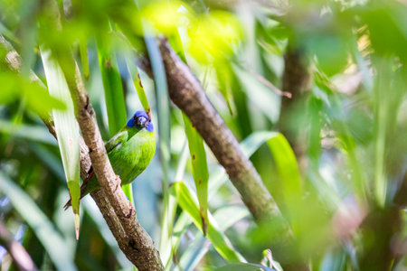 Blue-faced parrotfinch sitting on a branch hiding between leaves, Erythrura trichroa.の写真素材