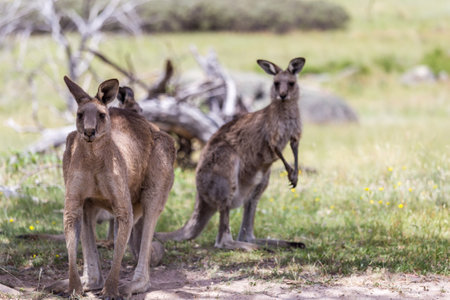 Groop of Kangaroos are gathered peacefully in the shade of trees by Bogong Creek, enjoying a sunny day.の写真素材
