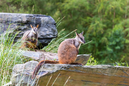 Two Red-necked Wallabies resting on a rocky surface amidst lush greenery in a natural habitat during daylight hoursの写真素材