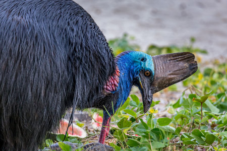 Southern Cassowary Eating Watermelon at Campground of Etty Bay, Queensland, Australia.
