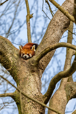 A red panda nestles comfortably on a tree branch, enjoying a tranquil moment in its zoo habitat.の写真素材