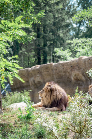 A lion relaxes peacefully in a zoo, surrounded by lush greenery and natural light, creating a serene atmosphere.の写真素材