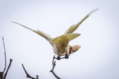 Little Corella gracefully swoops down from a branch in Cape Otway National Park, showcasing the area's natural beauty and diverse wildlife.の写真素材