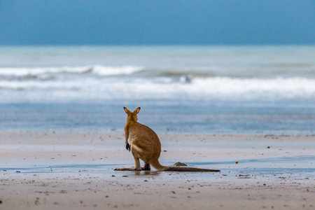 Small Kangaroo looking at Ocean on the Beach at Cape Hillsborough, Queensland, Australia.