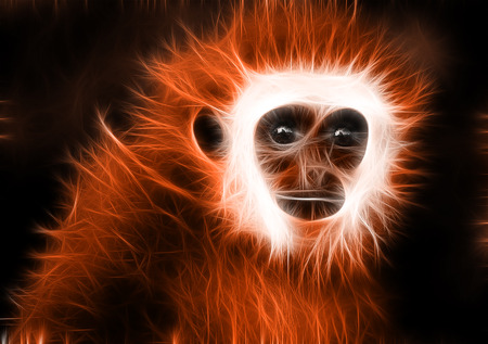 Monkeyの写真素材