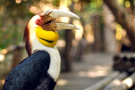 Close up shot of wreathed hornbill during daylight 