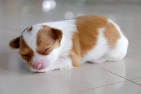 Sleepy chihuahua puppy lying on the floorの写真素材