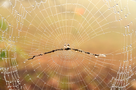 The spider webの写真素材