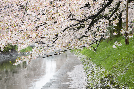 Sakura blossom in the cityの写真素材