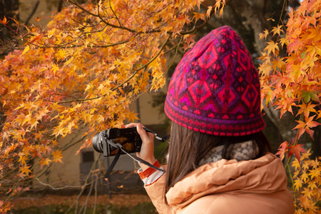 An asian tourist was sightseeing maple corridor in autumn season at lake Kawaguchiko, Yamanashi, Japanの写真素材
