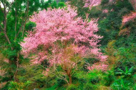 The beautiful of cherry blossom tree full bloom in dreamy forest look like fairy tale. The pink flower contrast with green leaves nature background.の写真素材
