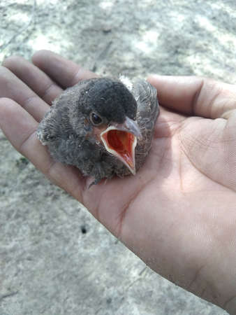 a baby bird is in human hands