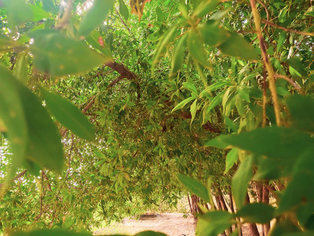 Green leaves and branches in the garden. Natural background. Selective focus.の写真素材