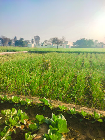 Agriculture in rural area of India. Green grass field.の写真素材